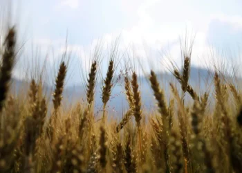 Dopłaty do zboża 2024 - jakie i kiedy? Wszystko co musisz wiedzieć!