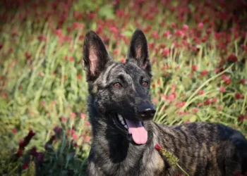 Ogromny sukces polskiego startupu Petsy – jak Petsy podbija rynek zoologiczny