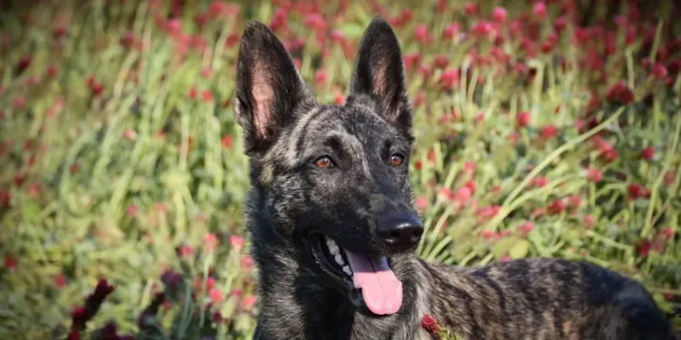 Ogromny sukces polskiego startupu Petsy – jak Petsy podbija rynek zoologiczny