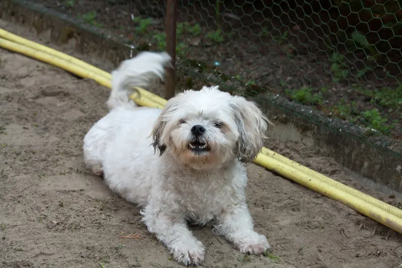 Rozwój branży PetTech w Polsce – rosnące potrzeby rynku zoologicznego